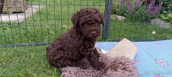 lagotto romagnolo - italský vodní pes - 3