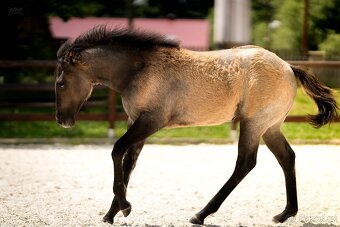 Grullo roan klisna American Quarter Horse, black homozygot - 3