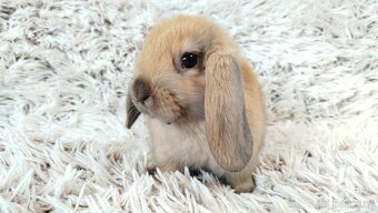 Zakrslý beránek, králíček, králík - JIJI - 3