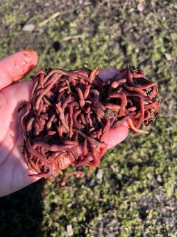 Kalifornské a Hnojní Žížaly - 3