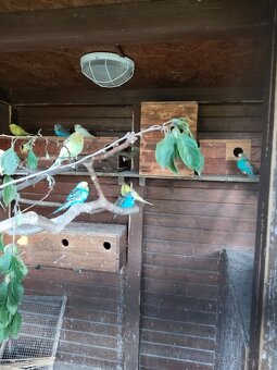 Andulka vlnkovaná - 3