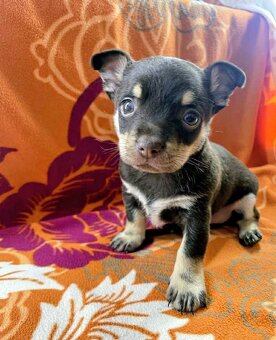 Čivava štěňátka kluci - 3