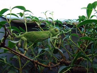 Prodám Chameleon jemenský - Chameleo calyptratus - 3