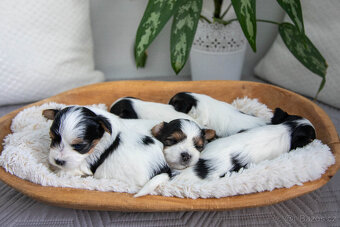 Štěňata BIEWER yorkshire terrier s PP - 3