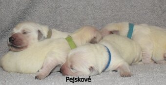 Zlatý retrívr s PP - 3