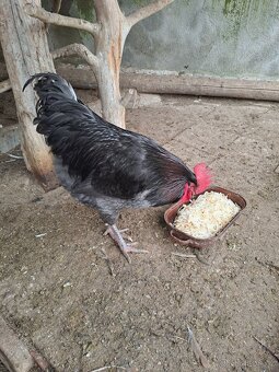 Prodám mladé kohouty - 3