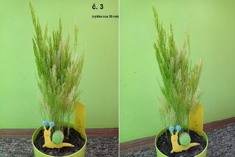 Pokojové rostliny (různé) - 3