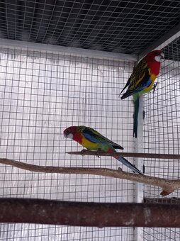 Rosela pestrá samec - 3