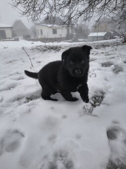 Německý ovčák - štěně s PP - 3