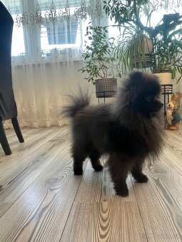 Pomeranian s PP - 3