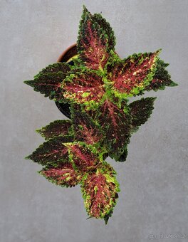 Africká kopřiva / Coleus - 3