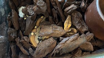 Krajta bornejská - mláďata - 3