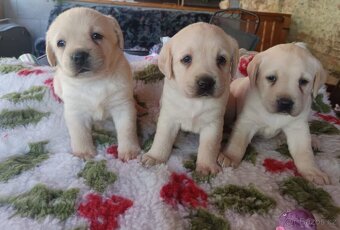 Nabízíme žlutá štěňátka labradorského retrievera - 3