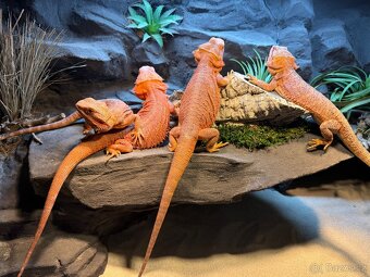 Agama vousatá samičky - 3