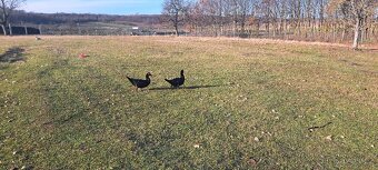 Husa Česká, kachna pižmová - 3