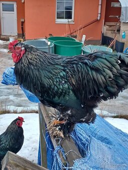 Brahmánka velká - 3