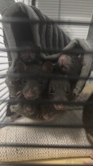 Potkánci k odběru - 3