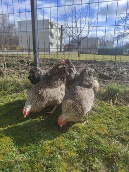 Bielefeld strieborné NV - 3