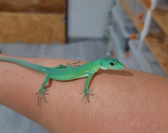 Gastropholis Prasina - 3