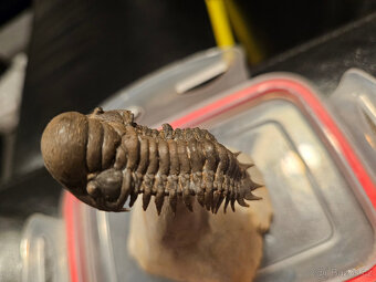 Trilobit Crotalocephalus Gibbus - 3