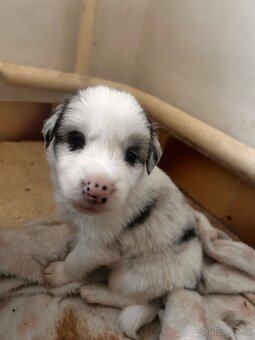 Border colie - 3