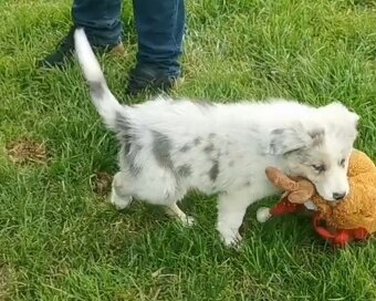 Border Collie, kolia - 3