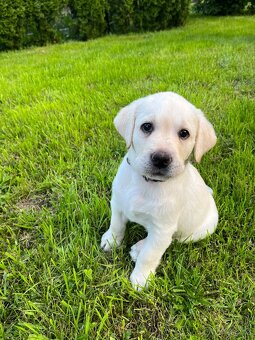 Labradorsky retrívr štěňátka - 3