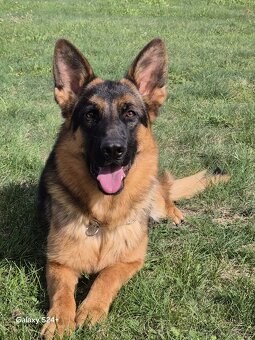 Německý ovčák štěňata s PP fena 1 rok - 3