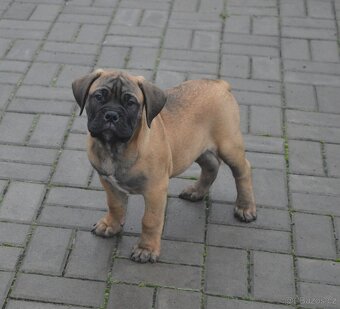 Bullmastiff, Bullmastif, Bulmastif štěňátka s PP - 3