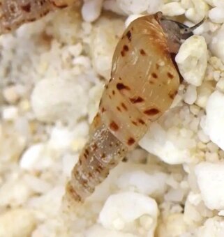 Piskořka vežovitá, akvarijní šnek (Melanoides tuberculata) - 3