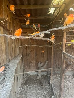 Kanár červený - 3