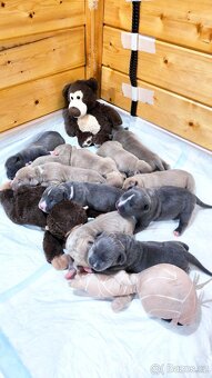 American Bully XL (reg. ABKC) Modrá a Šampaň štěňátka - 3