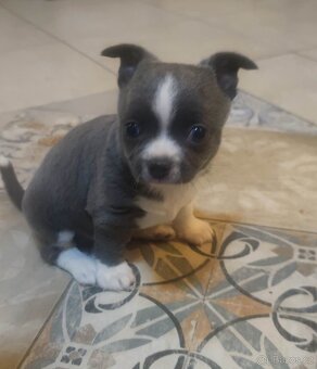 Čivava krátkosrstá s PP FCI - 3