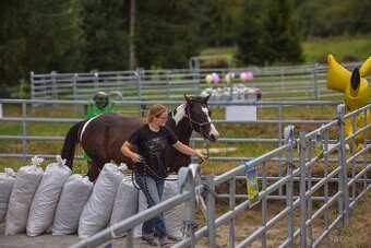 2,5 letá APH klisna - 3