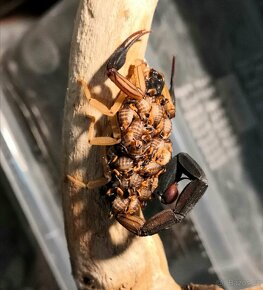 Štíř Scorpion heterometrus, Hottentota, parabuthus atd - 3