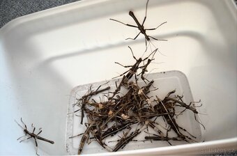 Strašilky Sungaya Inexpectata - 3