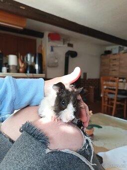 Prodám morčata - 3