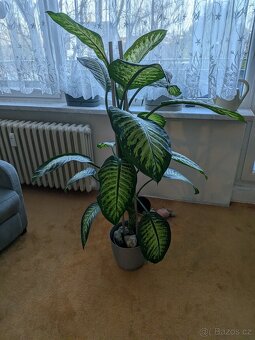 Tyfanbechyně prodej - 3