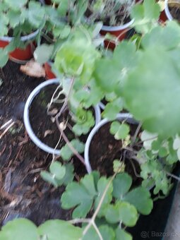 Orlicek Aquilegia- modra, fialova, ruzova, bila barva kvetu - 3