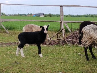 jehňata Romanovské ovce x Zwartbles - 3