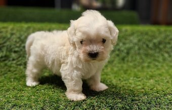 Maltipoo - 3