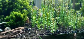 Krevetky Caridina Black King kong - 3