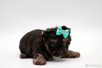 chocolate yorkshire terrier s PP - 3