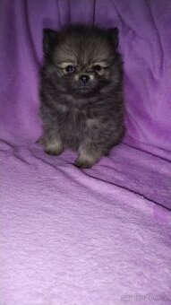 Pomeranian - 3