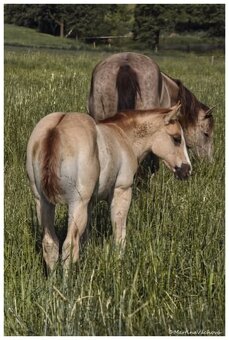 QH s PP- letošní hřebeček "Dasty" na prodej - 3