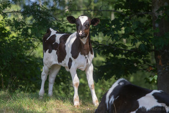 Holštýnka s teletem - 3