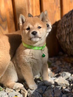 Shiba inu - 3