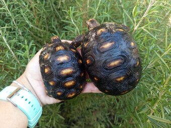 Želva uhlířská, roční a půl roční - 3