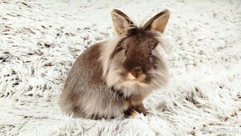 Zakrslý králík, králíček - (lvíček)-NATANIEL - 3