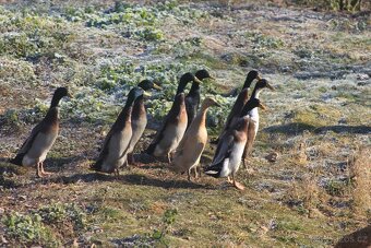 Indický běžec - kačeři - 3